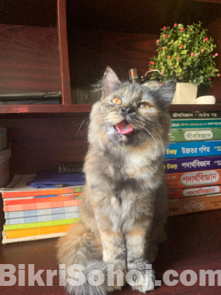Persian X Siberian kitten